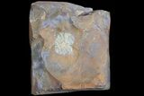Paleocene Fossil Fruit (Wimmeria) - North Dakota #165070-1
